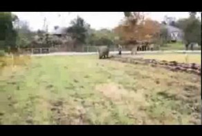 Носорог работает в поле