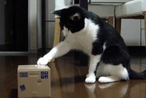 Милая котейка играет с копилкой