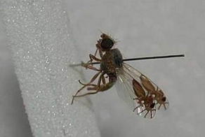 Чудеса природной маскировки: плодовая мушка с “татуировками” в виде муравьёв