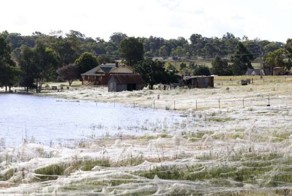 Нашествие пауков в Австралии