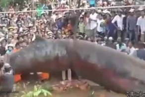 Кого нашли: существо из "Дрожи земли" или кита!!??