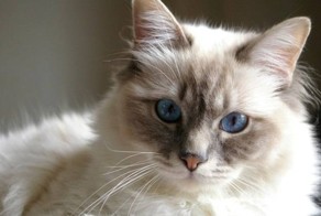 Самые забавные животные