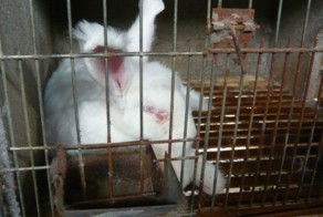 Как заживо сдирают шкуру с ангорских кроликов