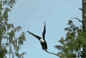 Белоголовый орлан ловит лосося