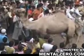 В Индии верблюд напал на людей