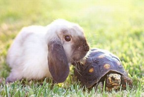 Потрясающие моменты животных