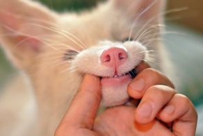 Мико - необычный лисёнок цвета "розовое шампанское"