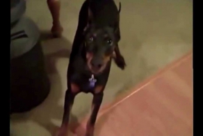 Доберман собирается на дачу