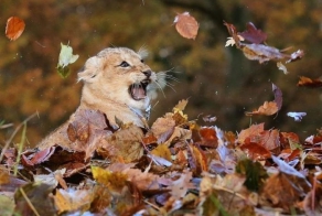 Осенне-лиственный позитив