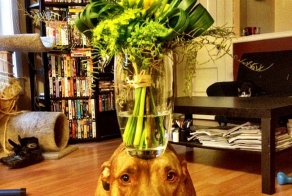 Спокойствие, только спокойствие..