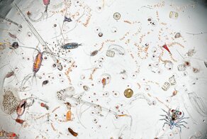 Что скрывает капля морской воды