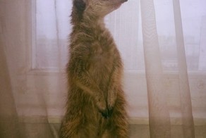 Сурикат как домашнее животное