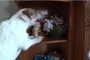 Самая умная собака