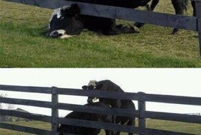 Бесплатно фото