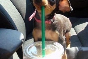 Фотоприкол недели