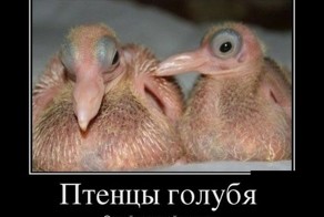 Смешной демотиватор от zubrilov за 27.07.2012 №122294