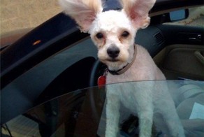 Новый фотоприкол