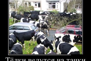 Смешной демотиватор от zubrilov за 01.08.2012 №122778