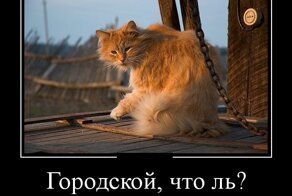 Демотиватор