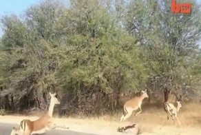 Подборка роликов от 11.07.2013
