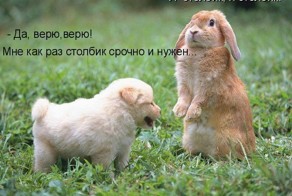 Подборка смешных приколов с животными