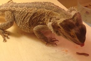 Драгон. Лучше пальцы не давать