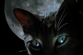 Кошки ужасные... и прекрасные