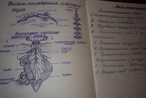 Школьные хитрости