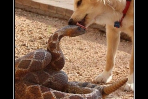 Да не шипи ты