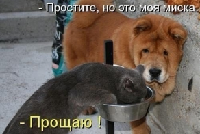 Миска