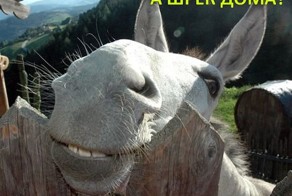 А Шрек дома?