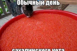 Самый обычный день сахалинского кота