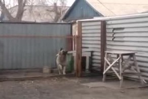 Подборка видео от 02.12.2013