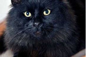 Кот держит в страхе жителей деревни