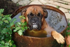 Фотоприкол недели