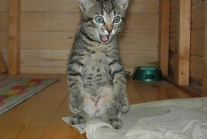 Подборка фотоприколов про животных