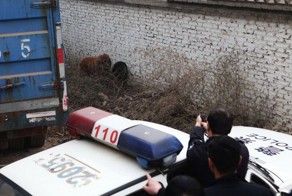 Затянувшаяся охота на взбесившихся мастифов