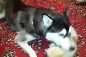 Обидел маму? Получай от племянников!