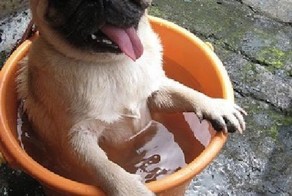 Фотоприкол