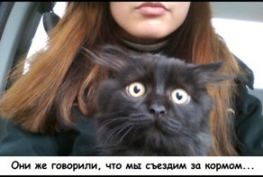  Котик едет домой после ветлечебницы