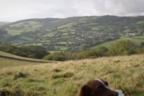 Заботливая Собака