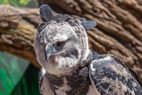 Гарпия – крылатый волк американских лесов.