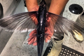  Летучая рыба приземлилась прямо на мою лодку, когда сфоткал, отпустил назад