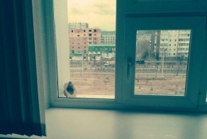 Заботливый голубь