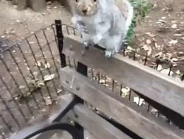 Белочка пришла!