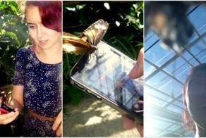 Бабочки тоже любят фотографироваться!