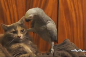 Кубики (9 видео)