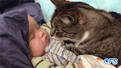 Няшность этих гифок зашкаливает!