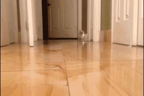 Заниженный кот