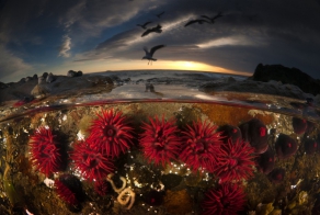 Интересные фотографии с конкурса National Geographic 2013